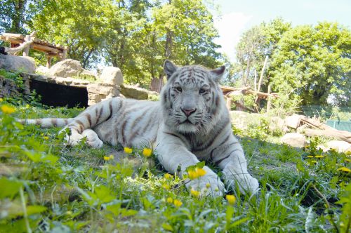 Zoo Aschersleben, Weißer Tiger